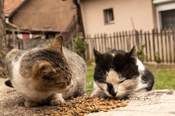 Two domestic cats side by side eating food on ground, detailed fur textures visible, warm outdoor environment with shallow depth of field and relaxed natural atmosphere. © Daanree