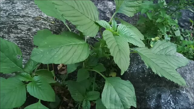 Wild Green Amaranth Plant Growing Naturally in the Outdoor Garden