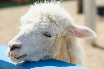 Obraz premium Close-up of a white alpaca with blue eyes, concept of animal uniqueness and genetic diversity, fluffy huacaya alpaca on a sunny farm, sustainable wool production and eco-tourism