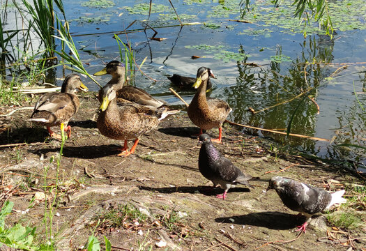 Ducks in Blooming Pond Water Lilies Flock of ducks, pigeons near blooming pond with water lilies. Natural camouflage of birds blending with green and brown environment in peaceful wildlife scene.