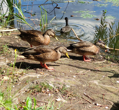 Ducks in Blooming Pond Water Lilies Flock of ducks, pigeons near blooming pond with water lilies. Natural camouflage of birds blending with green and brown environment in peaceful wildlife scene.