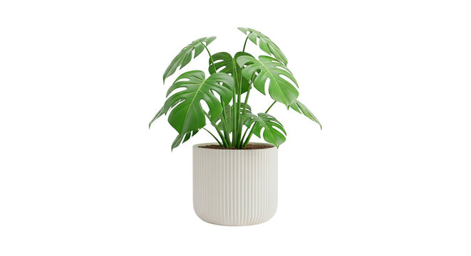 Monstera Deliciosa plant in a fluted white planter