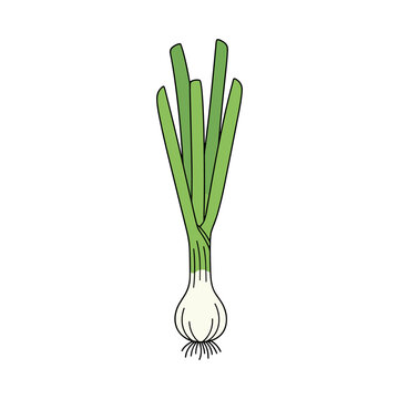 Fresh green onion with white bulb and green stalks