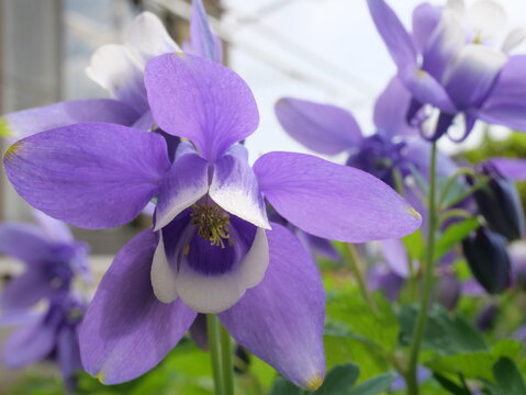 ミヤマオダマキ