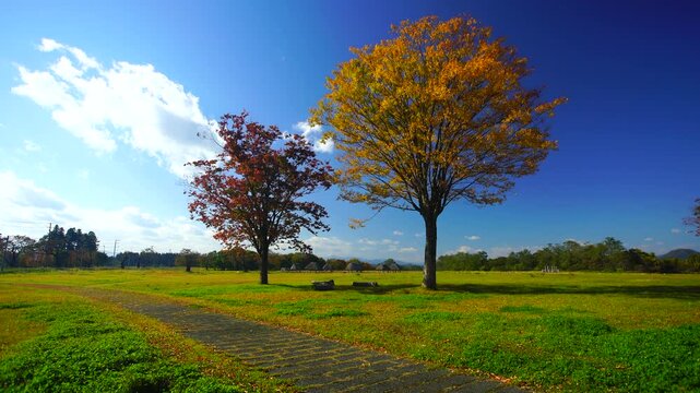 大湯環状列石の紅葉の木立