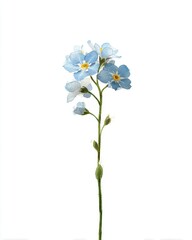 Fototapeta premium Refined botanical study of forget me not in watercolor
