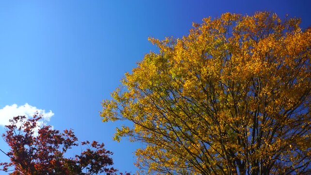 大湯環状列石の紅葉の木立