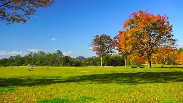 大湯環状列石の紅葉の木立