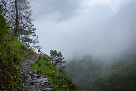 A serene stone pathway winds through a lush green forest on a foggy day near Madhyamaheshwar temple, Uttarakhand, India