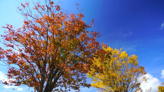 大湯環状列石の紅葉の木立