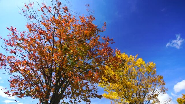 大湯環状列石の紅葉の木立