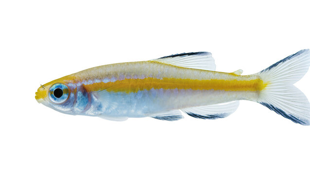 Yellow stripe Endler s livebearer fish swimming side view