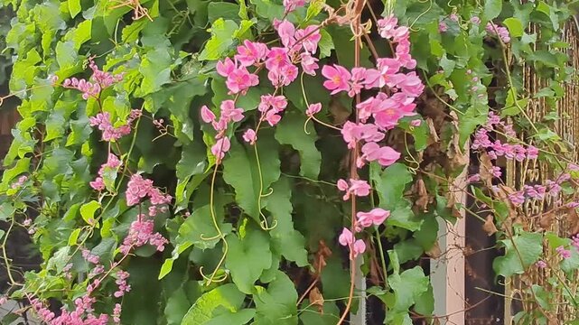 A wide shot of beautiful pink Mexican Creeper or Antigonon leptopus flowers hanging in a lush garden.