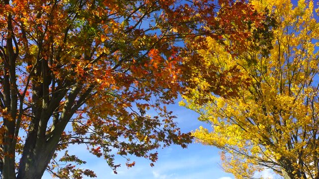 大湯環状列石の紅葉の木立