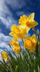Obraz premium Vibrant Yellow Daffodils in Blooming Garden.