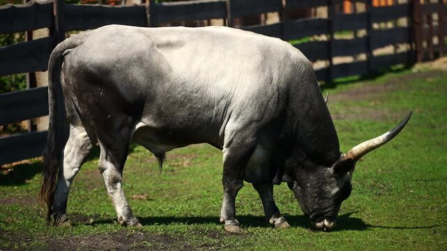 Hungarian Grey bull grazing on farm. Concept of heritage livestock breeds and ecosystem management, powerful silver-grey ox with long horns in rural environment, sustainable organic farming