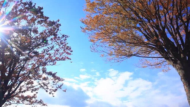 大湯環状列石の紅葉の木立と午後の木もれ日