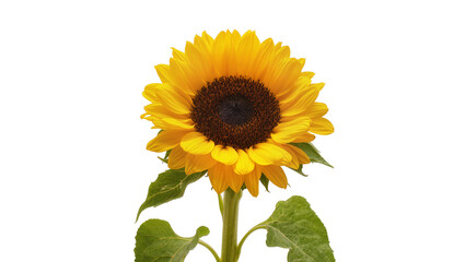 Naklejka premium Vibrant yellow Sunflower with dark center and green leaves