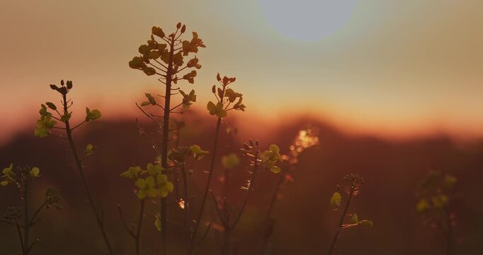 Rapeseed stems backlit by glowing warm sunset on rolling horizon, nature video