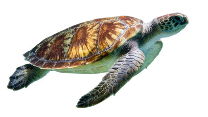 Green Sea Turtle Swimming with Textured Carapace and Scaly Flippers © Lena