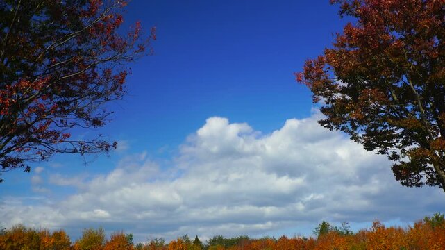 大湯環状列石の紅葉の木立