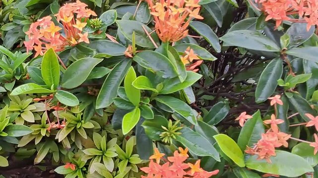 A wide shot of orange Ixora flowers blooming amidst a thick bush of green glossy leaves.