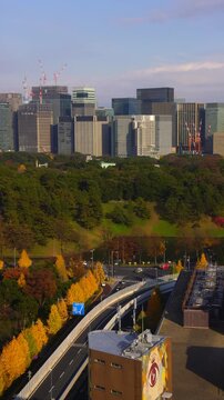 皇居と丸の内のビル群と紅葉のイチョウ並木