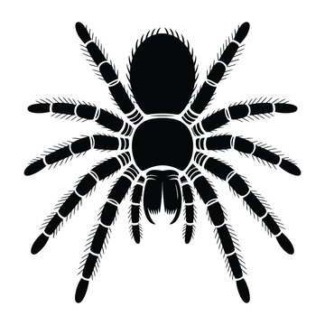 Tarantula Head Close-Up with Fangs Clearly Visible Vector, Silhouette, Illustration