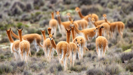 Vicuna in the Peruvian Andes outside Arequipa, Peru © WasimAdnan