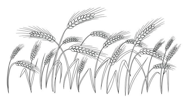 Outline drawing of a wheat field with swaying ears and stalks representing agriculture harvest and natural growth perfect for food packaging designs recipe books and educational materials