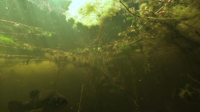 Underwater view of a largemouth bass Micropterus salmoides appearing on screen, watching the camera for a few seconds, then swimming back into aquatic plants in a golden colored freshwater habitat