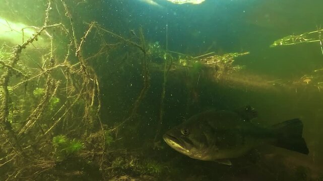 Underwater profile view of a largemouth bass Micropterus salmoides swimming through aquatic plants lit by sunlight in shallow freshwater habitat
