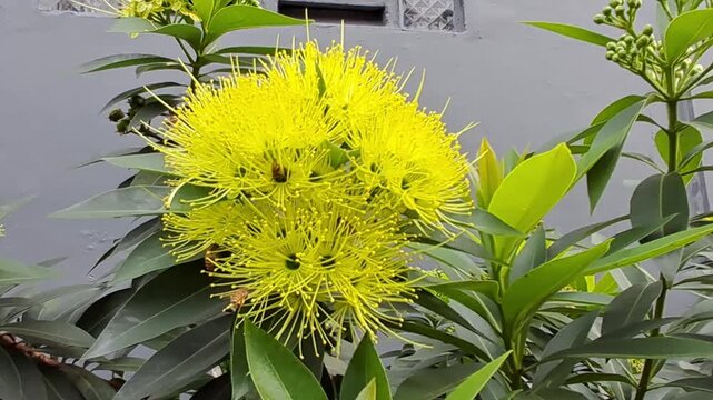 A wide shot of bright yellow Xanthostemon or Golden Penda flowers in full bloom with green leaves.