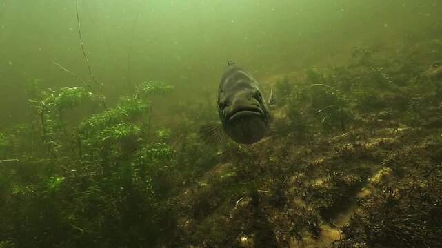 Slow motion front view of a black bass Micropterus salmoides above its nest with a few visible eggs, pouting mouth and sun rays lighting its head in shallow freshwater habitat
