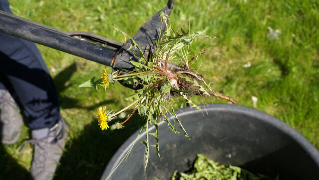 Weed puller holding freshly extracted dandelion with intact taproot and flowers above garden container. efficient weed removal, root extraction, lawn care and use of common edible medicinal plant