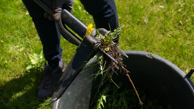 Weed puller holding freshly extracted dandelion with intact taproot and flowers above garden container. efficient weed removal, root extraction, lawn care and use of common edible medicinal plant
