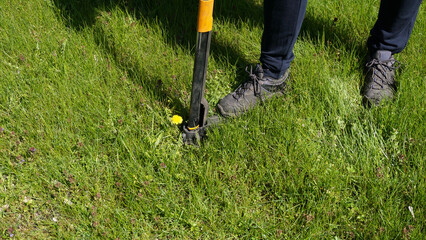 Gardener removing dandelion Taraxacum officinale with manual stand up weed puller. Practical garden maintenance, organic care, weed control and traditional herbal plant use © jtamm