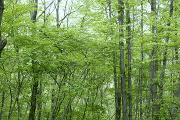 Fototapeta premium Fresh Green Leaves of Mixed Forest with Dappled Sunlight in Spring, Tohoku, Japan