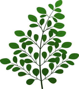 Green Moringa leaves illustration 