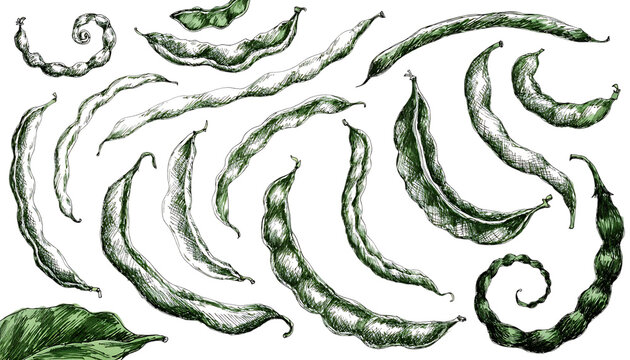 Green beans vegetable set hand drawn illustration cut out on PNG. AI GENERATED.
