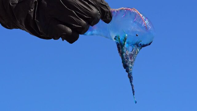 Close up of Physalia physalis siphonophore being held against a blue sky.