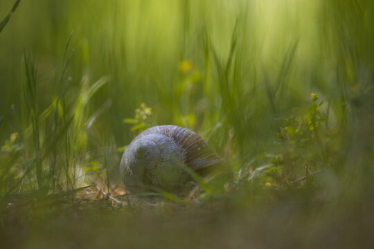 Schnecke am fr&uuml;hen morgengrauen