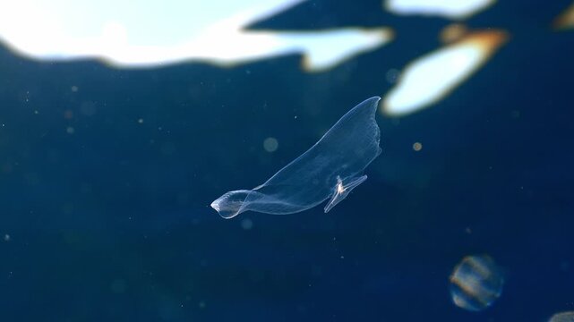 Wings of a pelagic sea snail floating in the Atlantic with sunbeam reflections