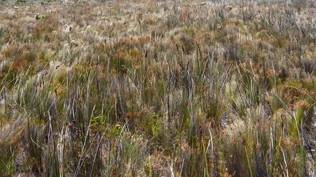 This is fynbos blowing in the wind
