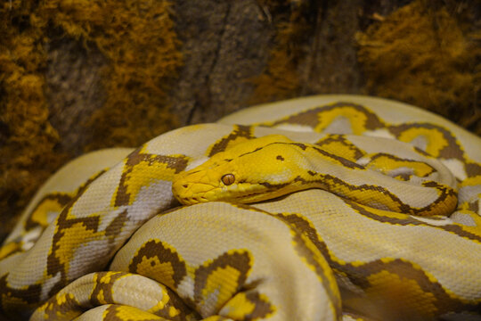 "Yellow python" usually refers to several species of snakes in the Pythonidae family that have variations in yellow coloration