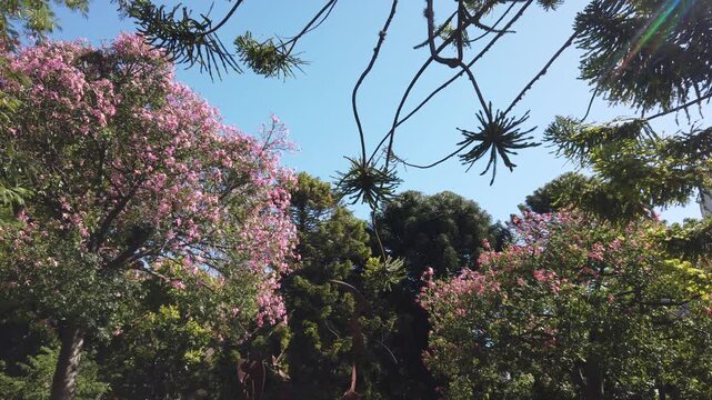 Low angle landscape of silk floss tree in bloom with subtropical treetops and shiny daylight skyline