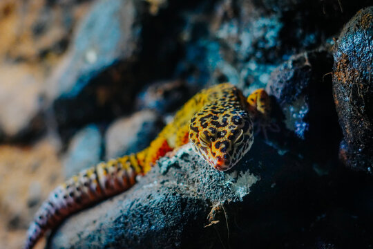 Leopard Geckos (Eublepharis macularius) are terrestrial reptiles that are popular as pets due to their docile nature, their size suitable for keeping in the home