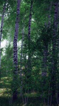 Tall trees with white bark stand closely together in a lush green forest. Sunlight filters through the leaves, creating a bright atmosphere filled with greenery.