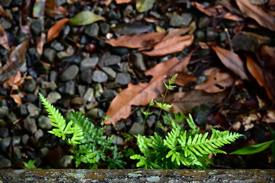 Small vivid green fern fronds with delicate pinnate leaves growing from dark gravelly soil scattered with dry brown fallen leaves, wooden border edge, shaded humid forest floor.