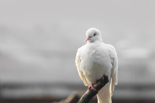 White dove perching on branch symbolizing peace and purity